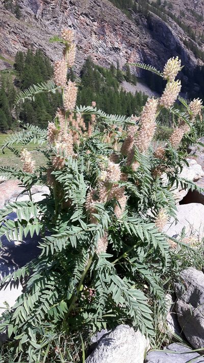 Astragalus alopecurus, photographed by Gabriele Franzini