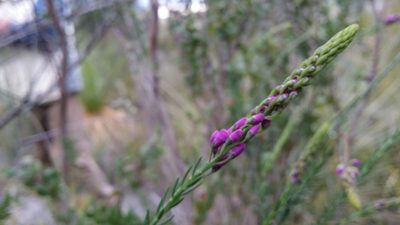 Comesperma virgatum, photographed by Helium Luo