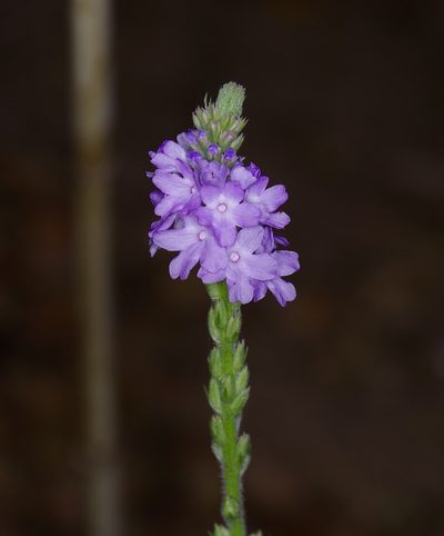 Verbena xutha, photographed by Michelle W. （鍾偉瑋）