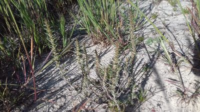 Stoebe glandulosa, photographed by Jeremy Gilmore