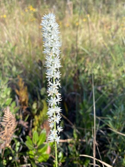Tofieldia glabra, photographed by Alan Weakley