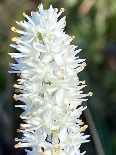 Tofieldia glabra, photographed by Alan Weakley