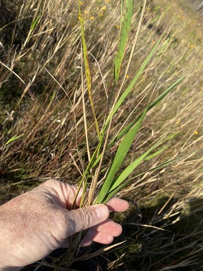 Panicum hemitomon, photographed by Alan Weakley