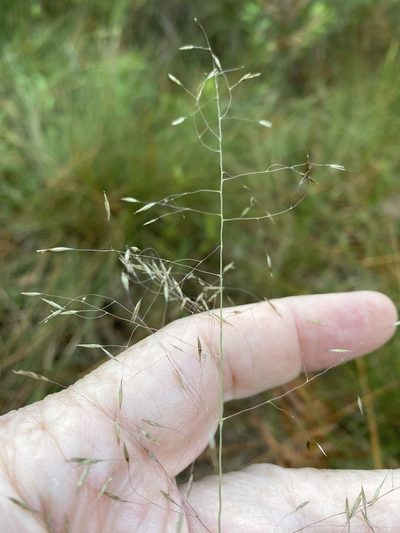 Muhlenbergia expansa, photographed by Alan Weakley