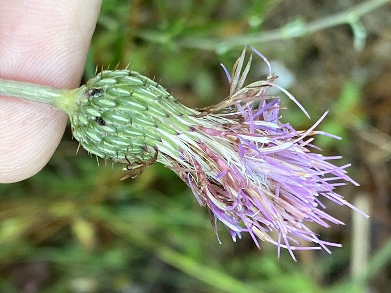 Cirsium virginianum, photographed by Alan Weakley