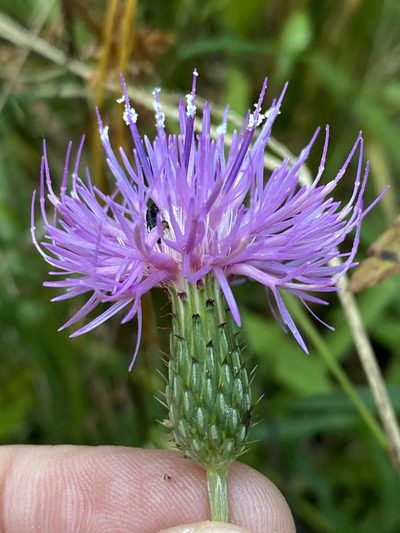 Cirsium virginianum, photographed by Alan Weakley