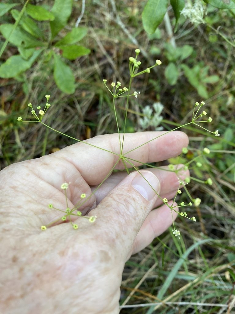 Oxypolis ternata, photographed by Alan Weakley