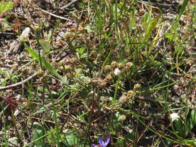 Hermannia multiflora, photographed by Jeremy Gilmore