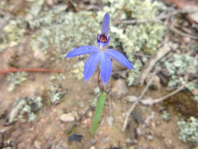 Caladenia caerulea, photographed by Kiri Bee