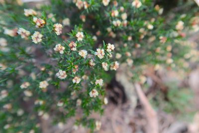 Spyridium eriocephalum, photographed by Kiri Bee