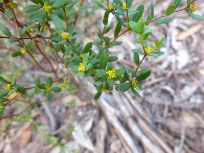 Pimelea hewardiana, photographed by Kiri Bee