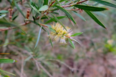 Melaleuca paludicola, photographed by Kiri Bee