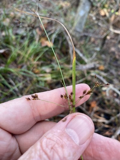 Rhynchospora miliacea, photographed by Alan Weakley