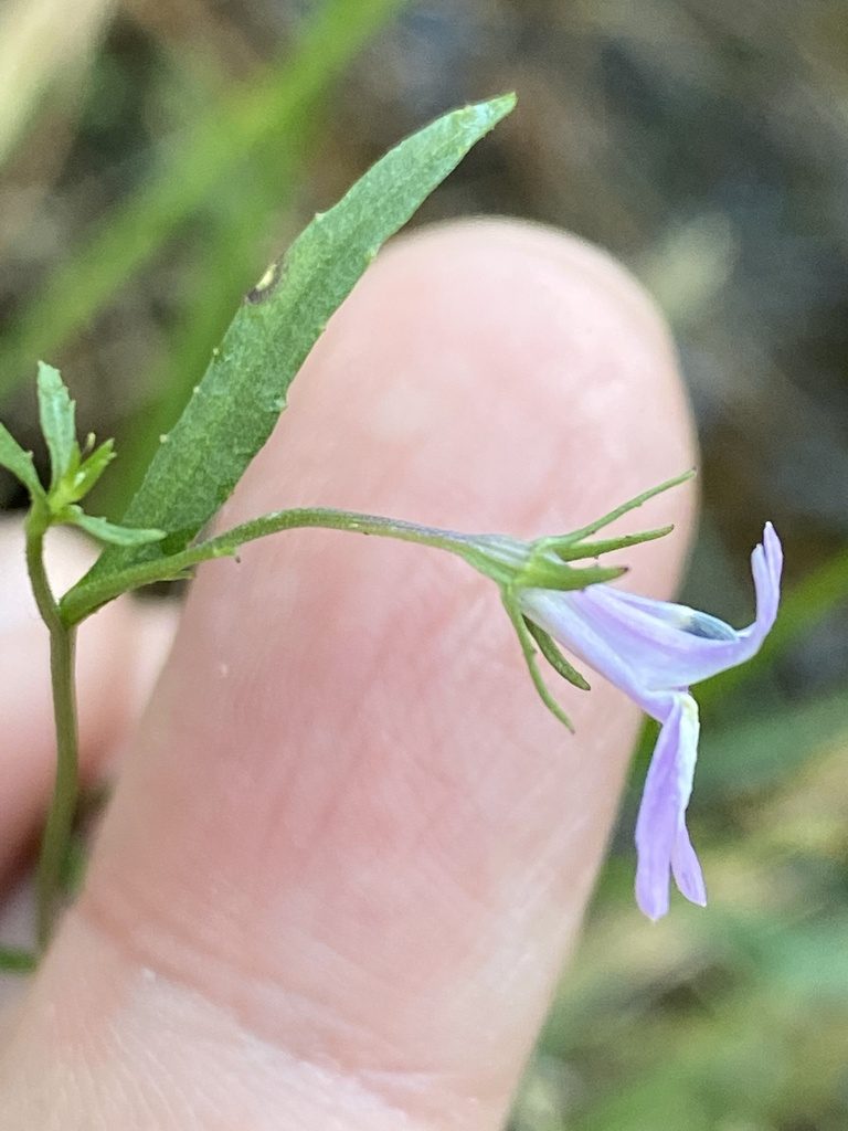 Lobelia canbyi, photographed by Alan Weakley