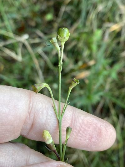 Agalinis linifolia, photographed by Alan Weakley