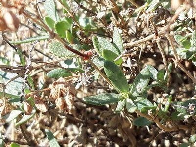 Helianthemum squamatum, photographed by Rafael Medina