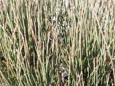 Ephedra nebrodensis, photographed by Rafael Medina