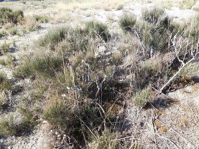 Ephedra nebrodensis, photographed by Rafael Medina