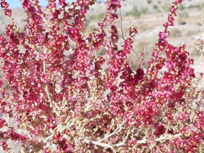 Salsola vermiculata, photographed by Rafael Medina