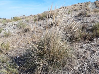 Macrochloa tenacissima, photographed by Rafael Medina