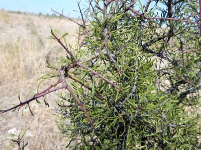 Rhamnus lycioides, photographed by Rafael Medina