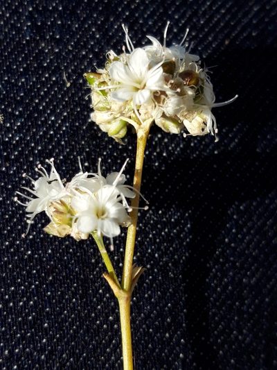 Gypsophila struthium, photographed by Rafael Medina