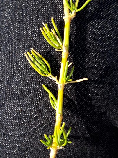 Gypsophila struthium, photographed by Rafael Medina