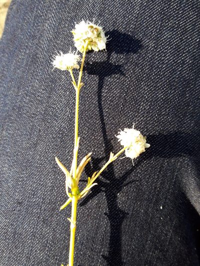 Gypsophila struthium, photographed by Rafael Medina