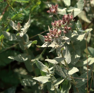 Pluchea foetida, photographed by Lauren McLaurin