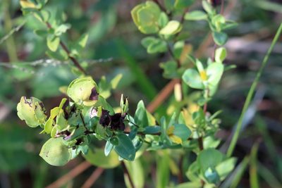 Hypericum crux-andreae, photographed by Lauren McLaurin