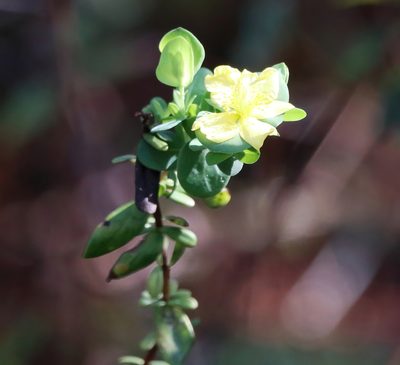 Hypericum crux-andreae, photographed by Lauren McLaurin