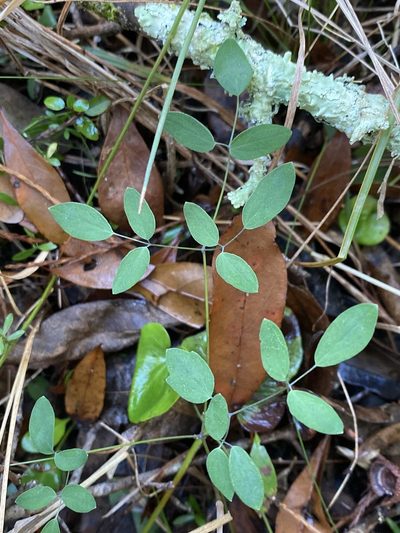 Thalictrum cooleyi, photographed by Alan Weakley