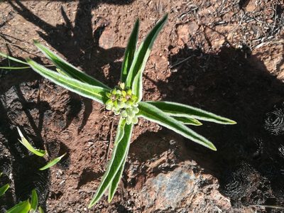 Raphionacme galpinii, photographed by Marianne Le Roux