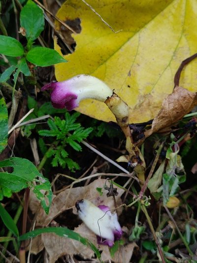 Christisonia tubulosa, photographed by T R Shankar Raman