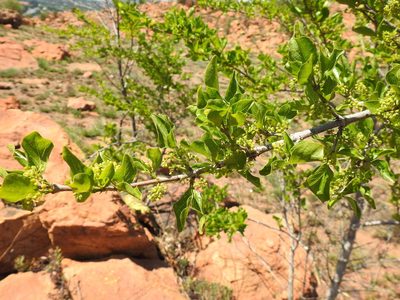 Vangueria parvifolia, photographed by Matthew Fainman