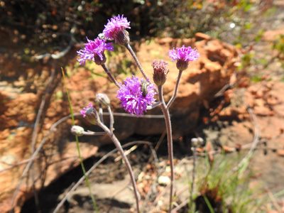Hilliardiella sutherlandii, photographed by Matthew Fainman