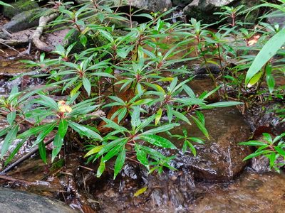 Impatiens verticillata, photographed by T R Shankar Raman