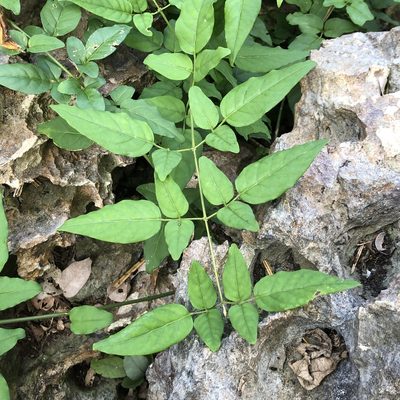 Jasminum lanceolaria, photographed by Takaaki Hattori