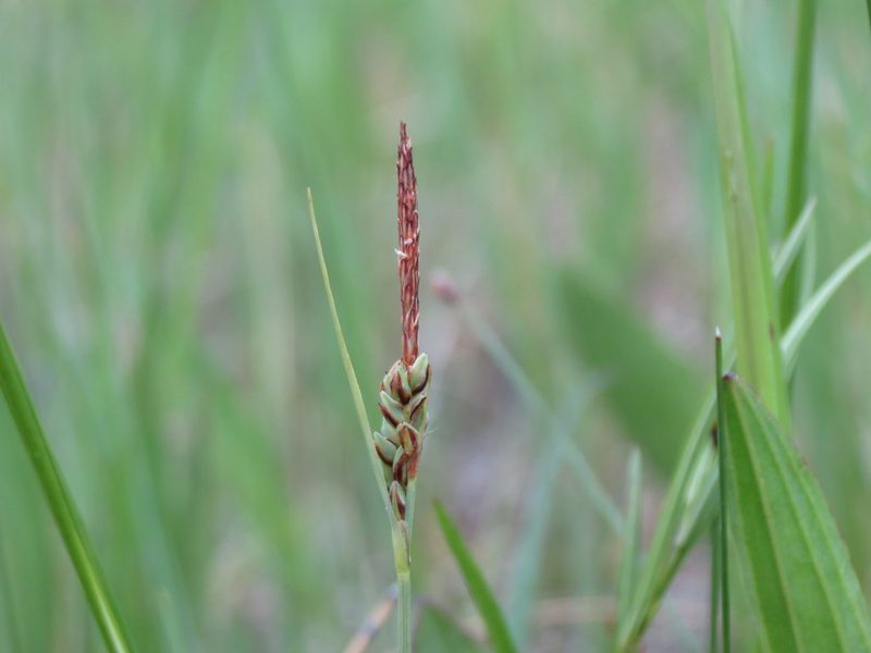 Carex livida, photographed by Reuven Martin