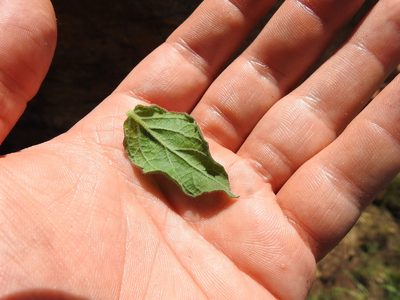 Hilliardiella sutherlandii, photographed by Matthew Fainman