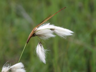Eriophorum viridicarinatum, photographed by Reuven Martin