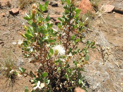 Lopholaena coriifolia, photographed by Matthew Fainman