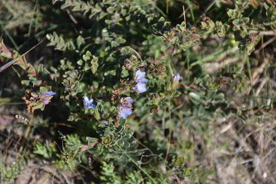 Lobostemon trigonus, photographed by Andrew Gillespie