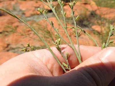 Thesium procerum, photographed by Matthew Fainman