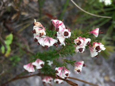 Erica calycina, photographed by Caroline Voget