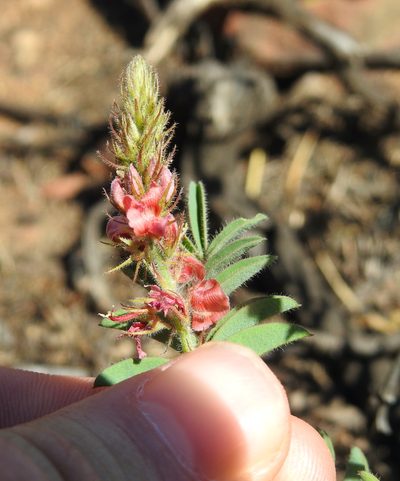 Indigofera comosa, photographed by Matthew Fainman