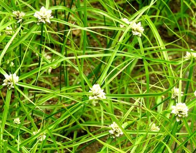 Cyperus tenerrimus, photographed by Francisco Farriols Sarabia
