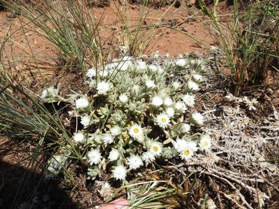 Helichrysum cerastoides, photographed by Matthew Fainman