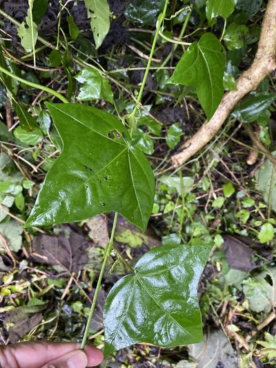 Passiflora eglandulosa, photographed by Grete Pasch
