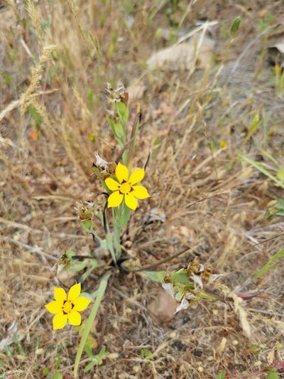 Sisyrinchium graminifolium, photographed by Jorge Herreros de Lartundo
